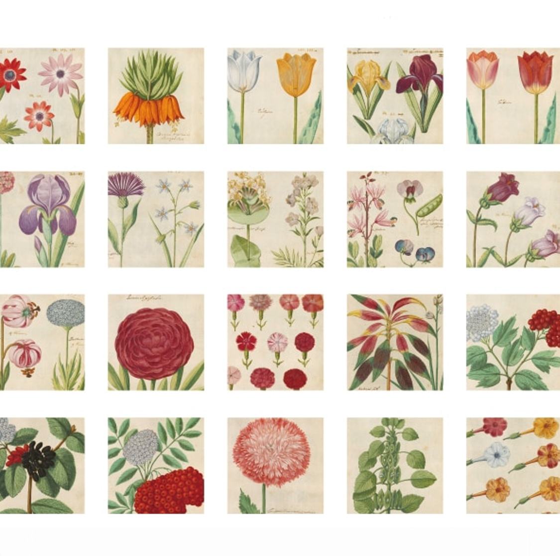 Cajita de 46 Stickers “Ilustraciones Botánicas”